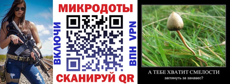 Галлюциногенные грибы Psilocybine cubensis  Купить где  Карабулак 